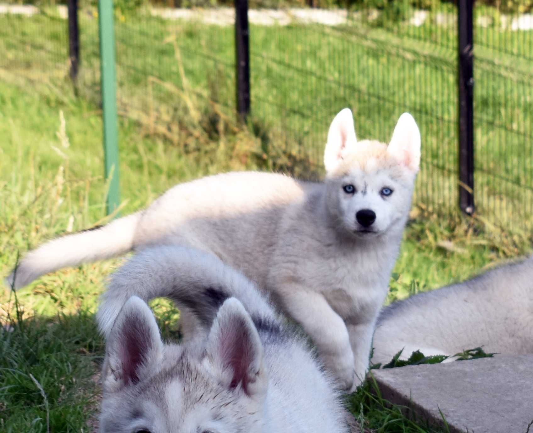 Siberian Husky, miła, spokojna i wesoła suczka, ZKwP / FCI
