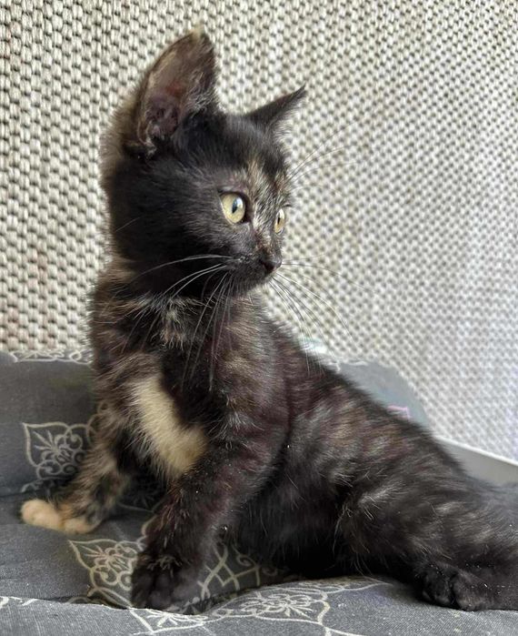 Trzymiesięczna koteczka, mega przytulaśna