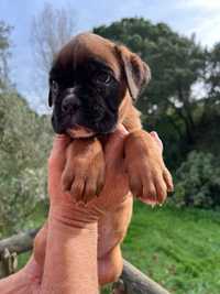 Boxer cachorra fulva