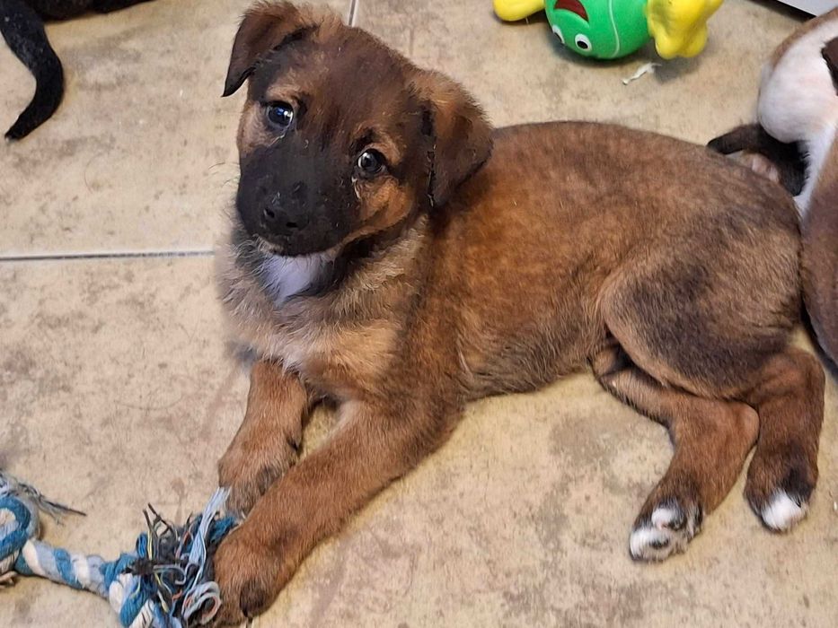 Szczeniaczek Amik szuka domu