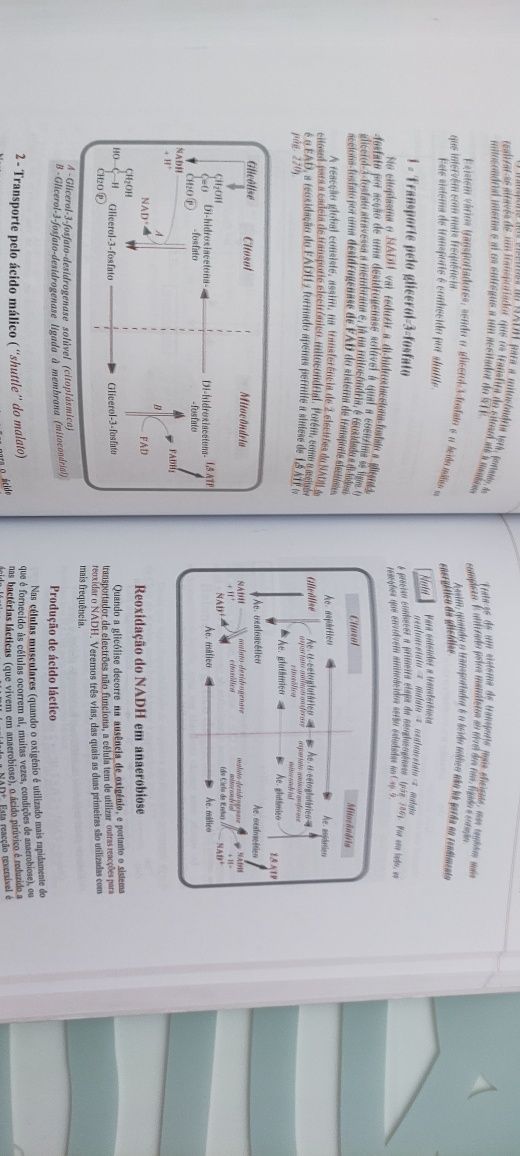 Entender a bioquímica