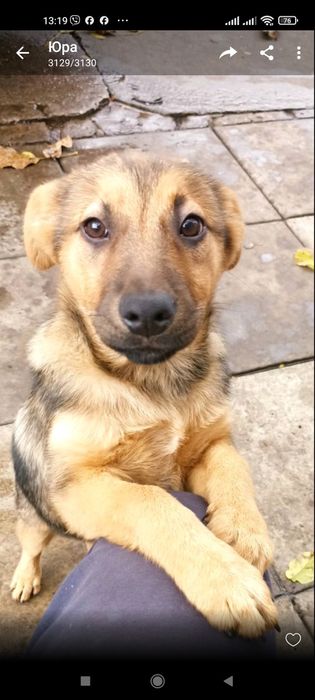 Віддамо собачку - красунечку у добрі руки