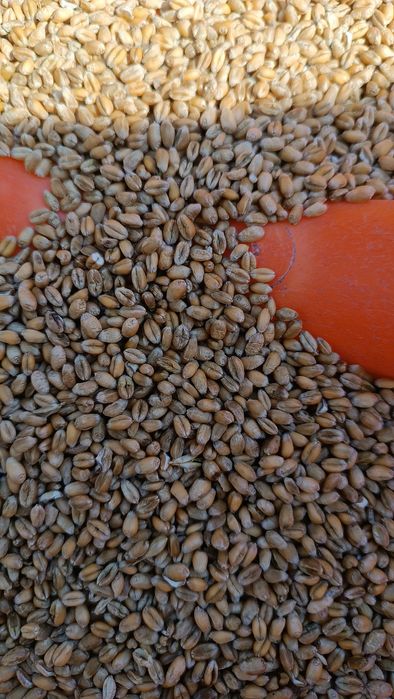 Pszenica z tegorocznych zbiorów