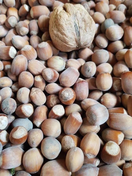 Ліщина, лісовий горіх