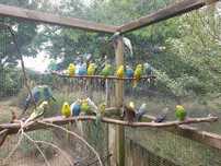 Periquitos Australianos