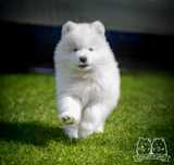 Szczenię Samoyed ZKWP/FCI gotowy do zmiany domu