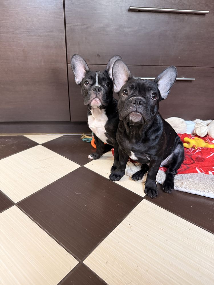 Buldog francuski