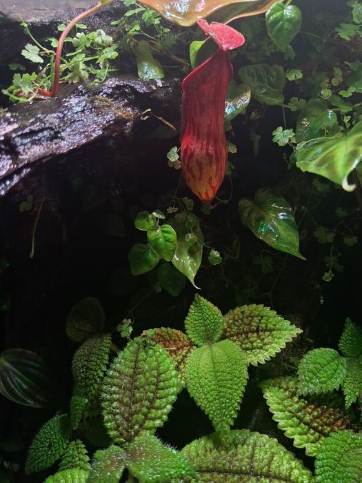 Paludarium / Terrarium / Vivarium Repti Planet 45x45x60