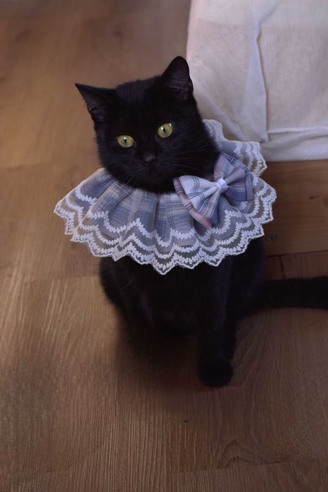 Pokochaj ZJAWĘ! Cudna kotka szuka domu!