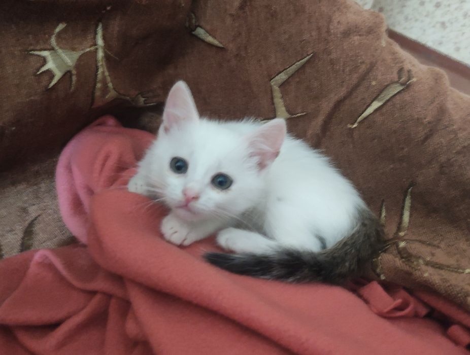 Киця, біла Дарую!