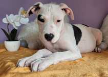 Uroczy suczka Amstaff!