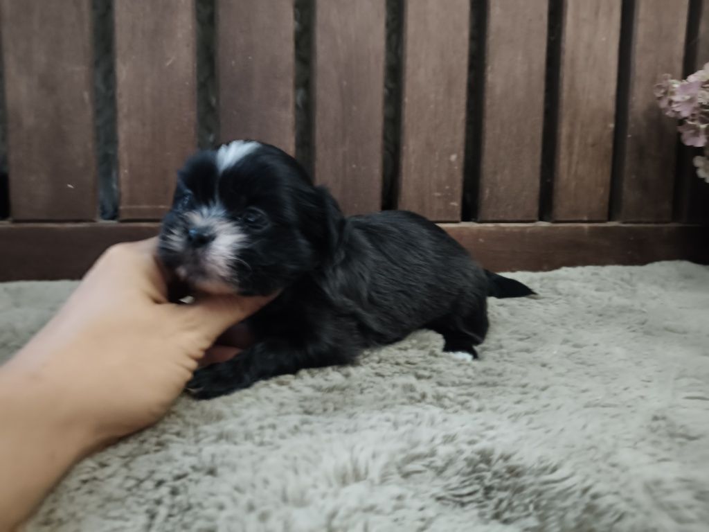 Shih Tzu pretinho