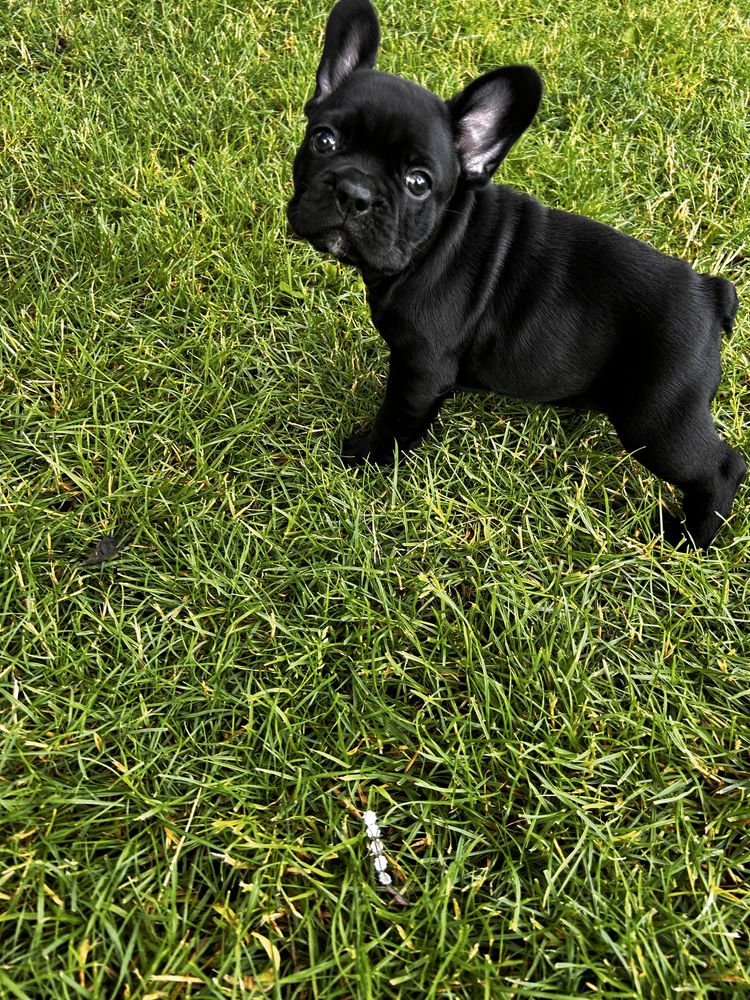 Buldog francuski -chlopczyk