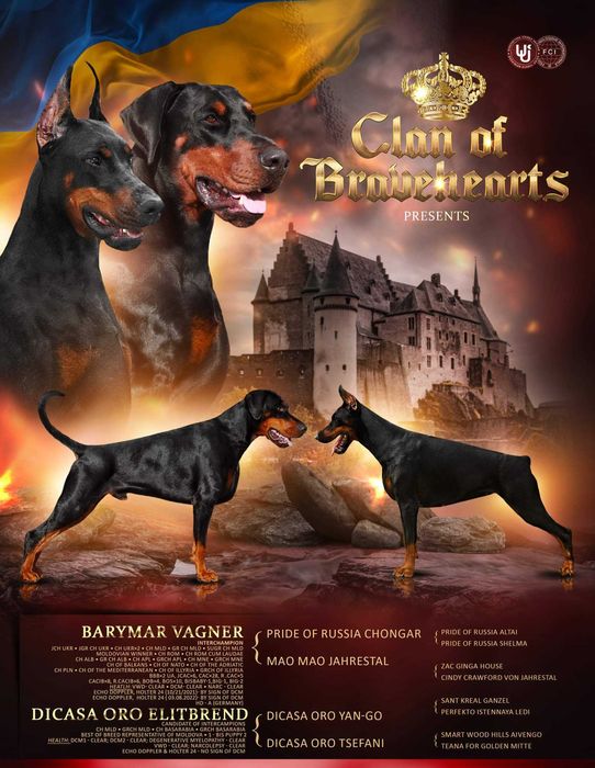 ТОПОВІ добермани