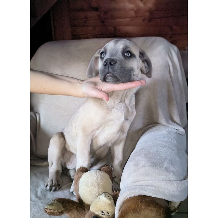 Suka suczka szczeniak Cane Corso płowa