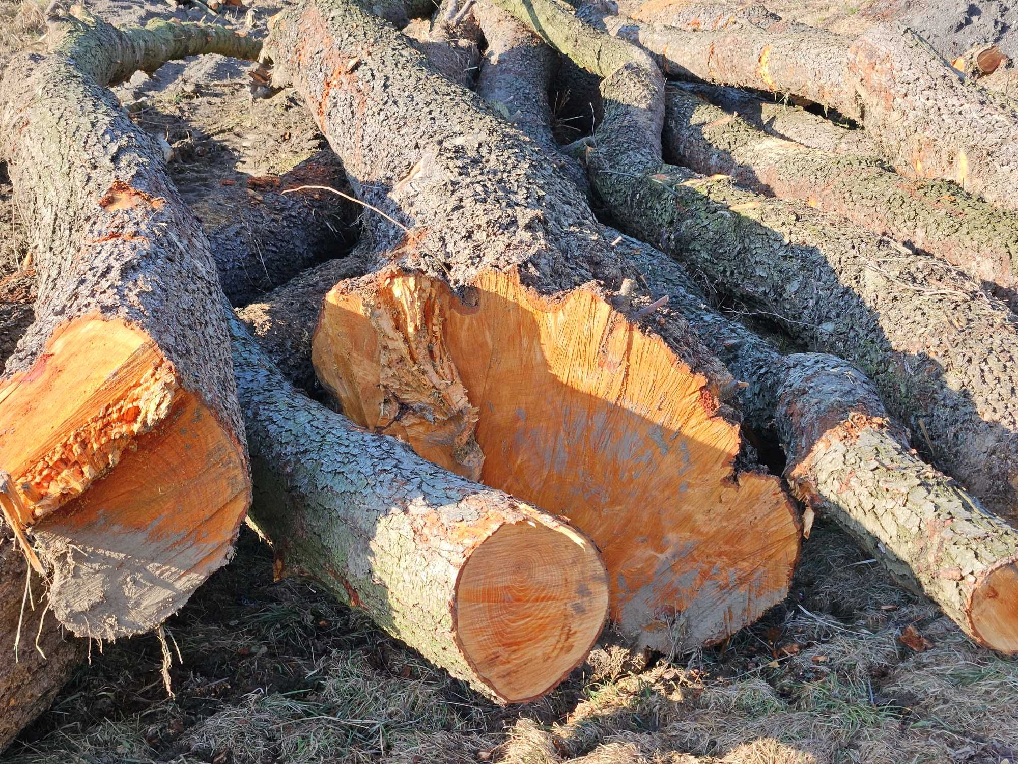 Drzewo Olcha na saunę, płot naturalny, do wędzenia