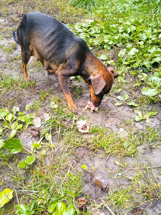 Отдадим щенков в хорошие руки