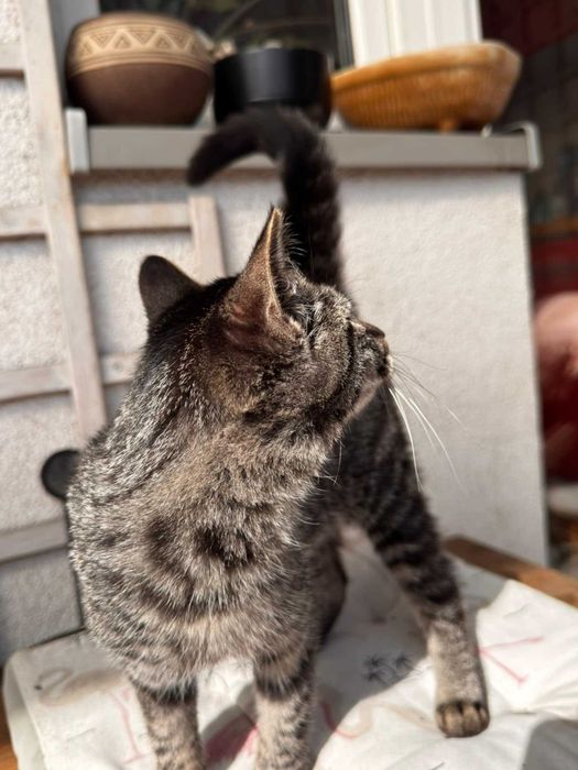 Burasek na A do adopcji