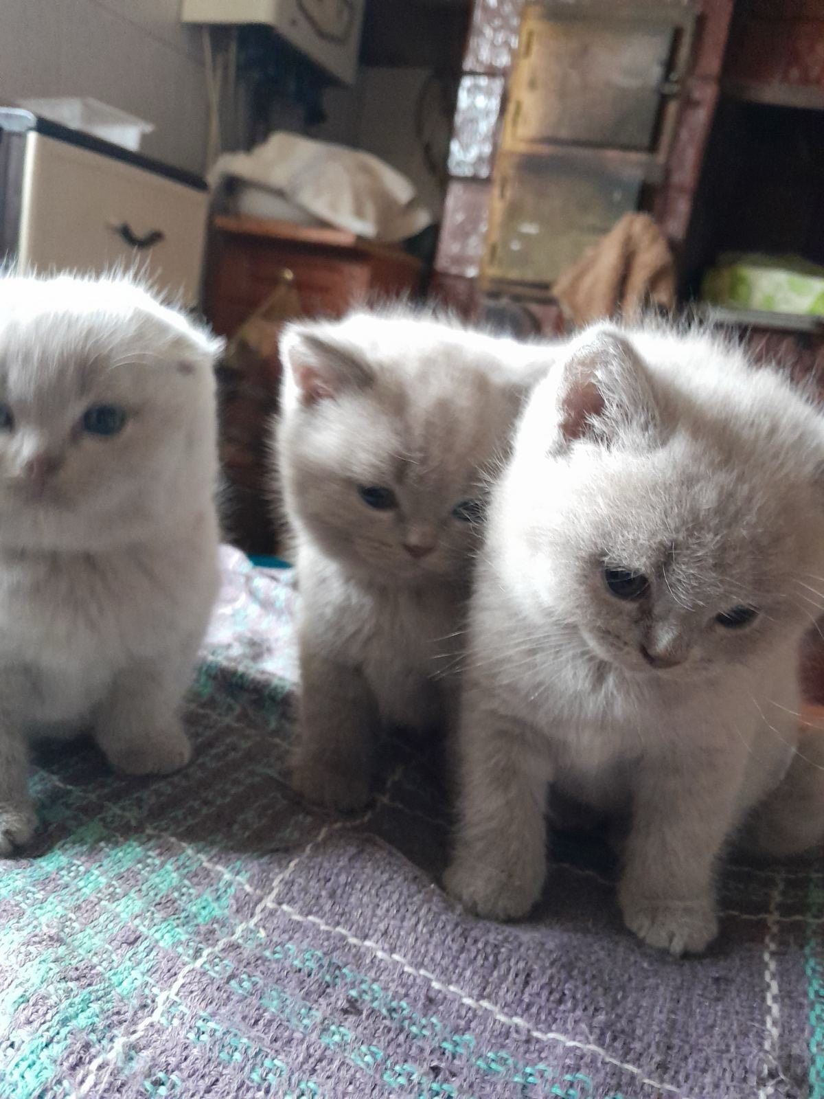 Котики шотландські висловухи
