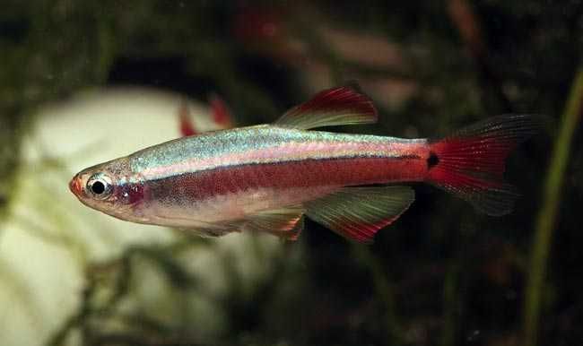Kardynałek chiński Tanichthys albonubes