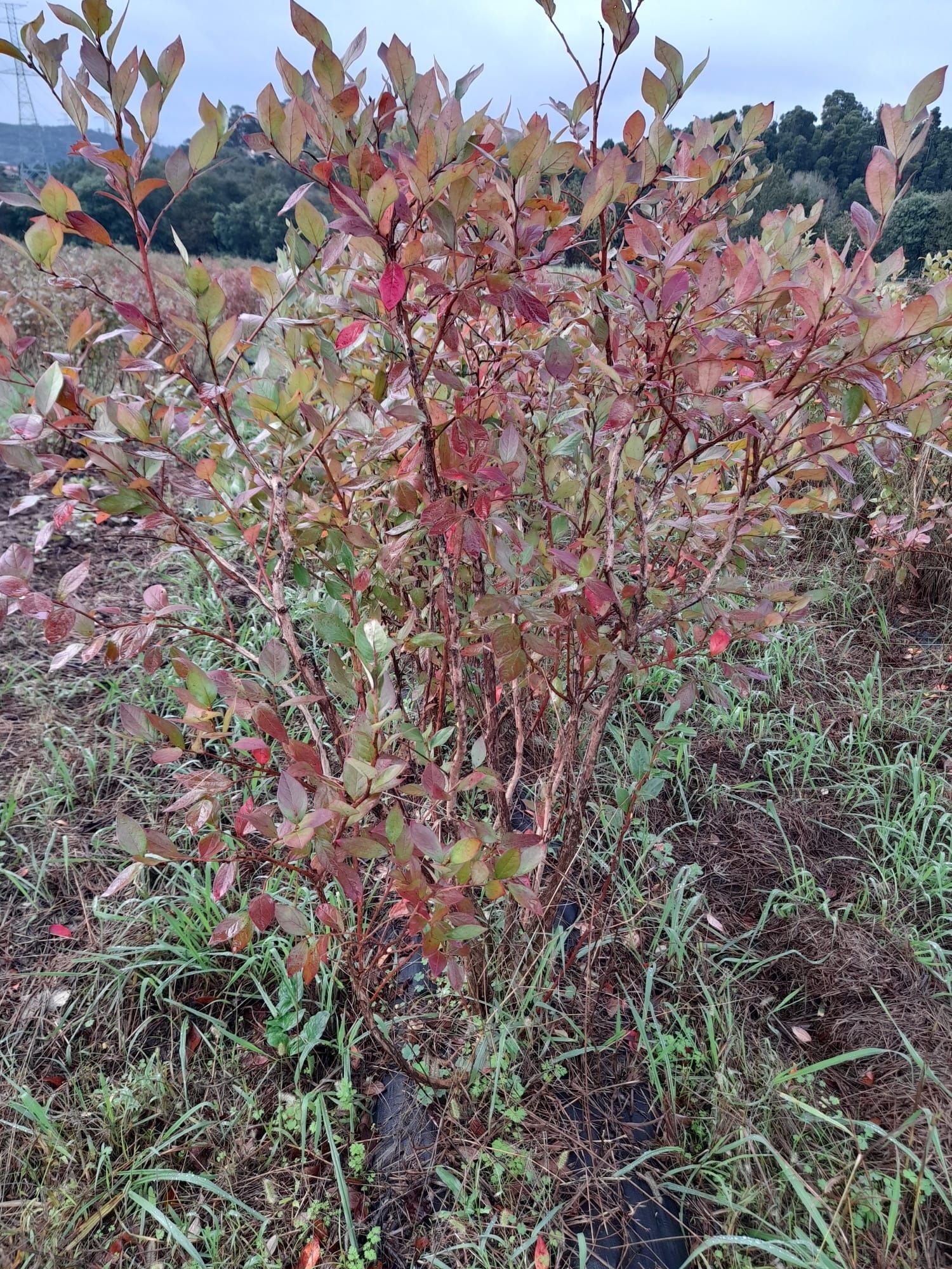 Lote de plantas mírtilos