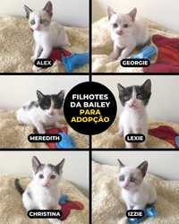 LISBOA e arredores —  Filhotes da Bailey para adopção