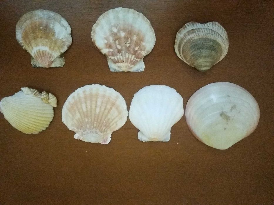 Muszle morskie akwarium