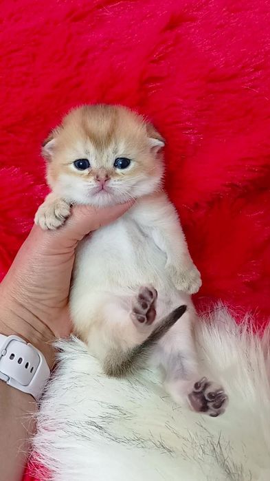 3 висловухі дівчинки золота шиншила