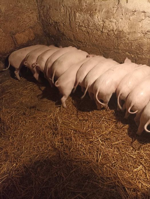 Продам малих поросят +-15 кг.