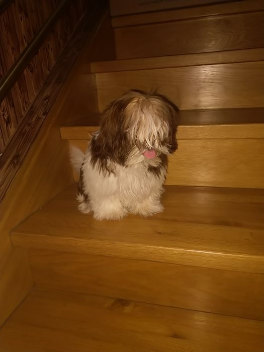 Shih tzu suczka gen czekoladowy