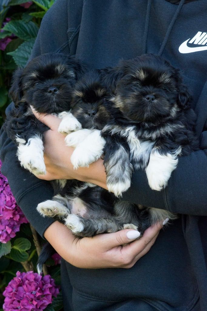 Lhasa Apso FCI /ZKwP