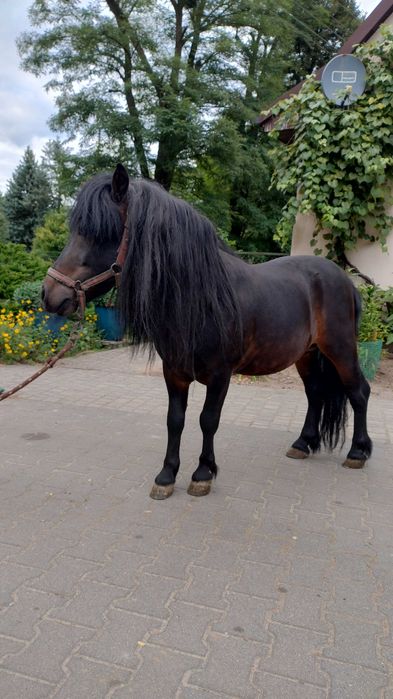 Kucyk szetlandzki ogierek