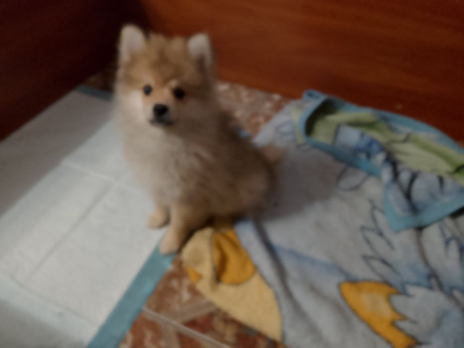 Szpic maly piesek 3 miesiące.