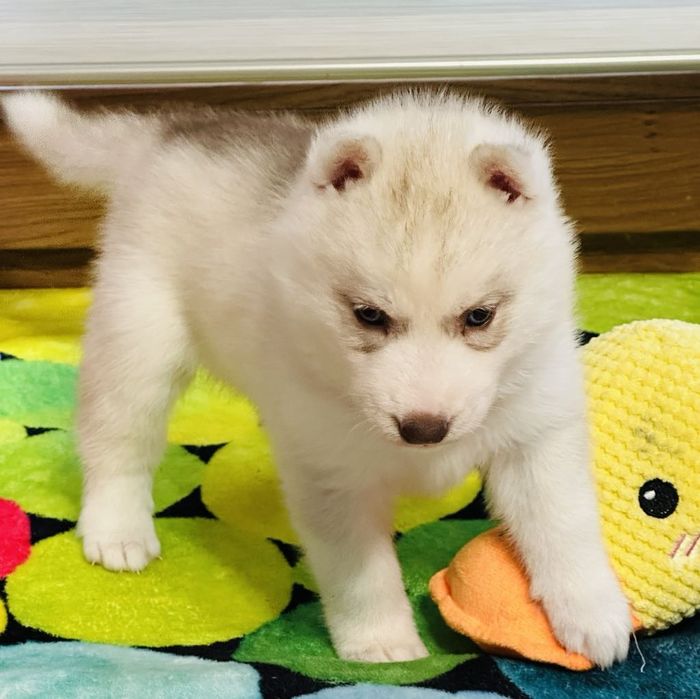 Niebieskooka suczka siberian husky wybitna rodowód  ZKwP  Champion