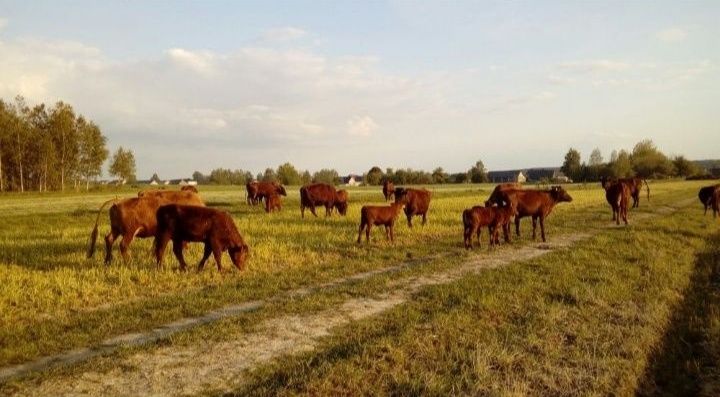 Bydło rasy RP Polska Czerwona