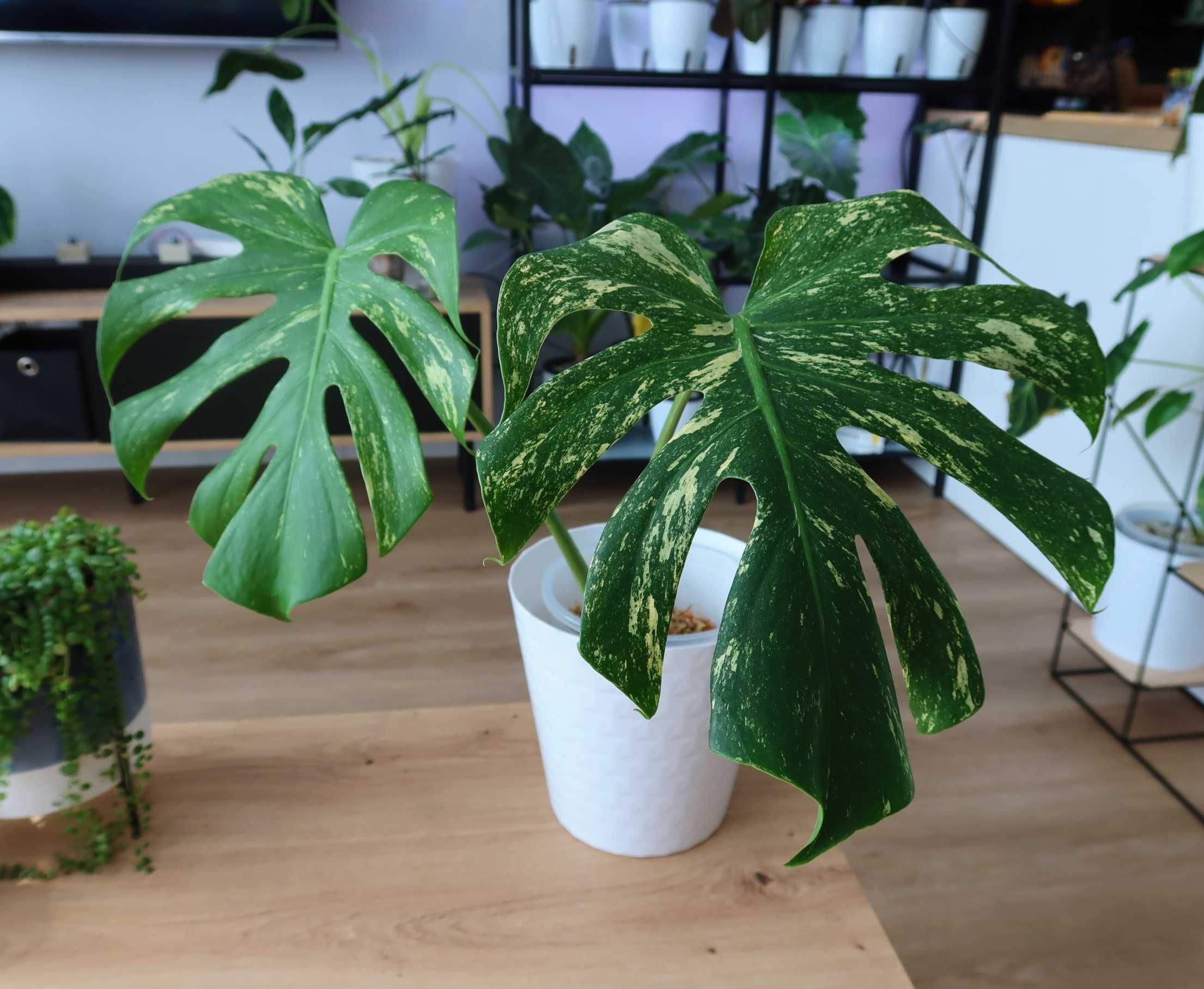 Monstera Mint - piękny, duży szczyt!