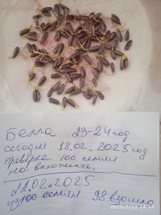 Продам посевной материал Бела