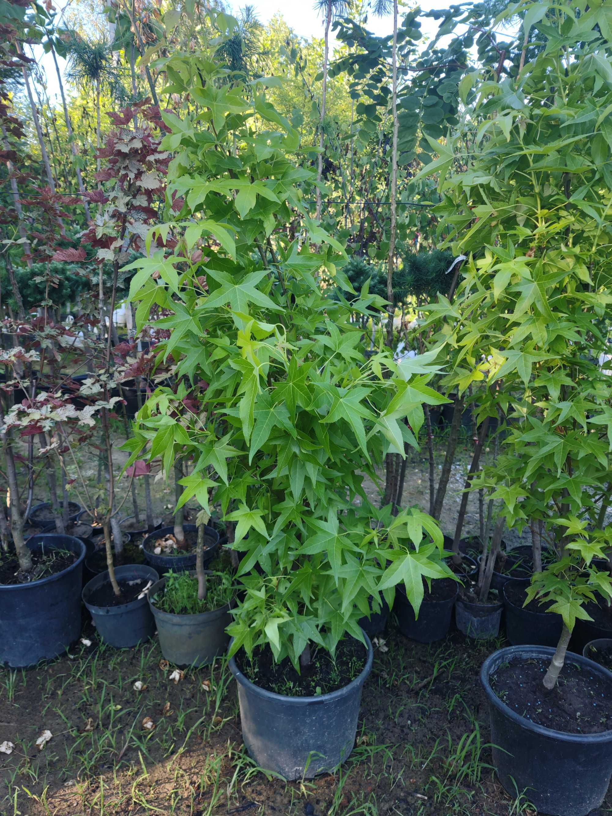 Robinia akacjowa Umbraculifera