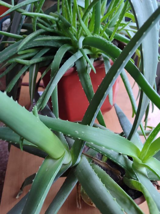 Саджанці алоє кімнатного