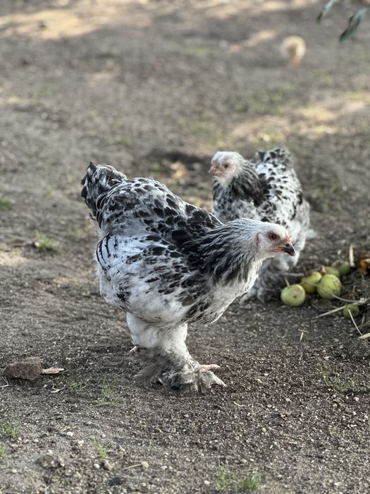 Kogut brahma olbrzymia