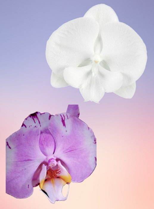 Орхидея Подростки из фласок