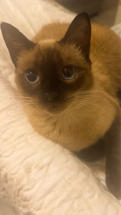 Gatinho para adoçao
