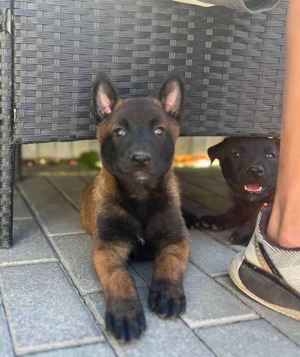 Цуценята малінуа, бельгійська вівчарка