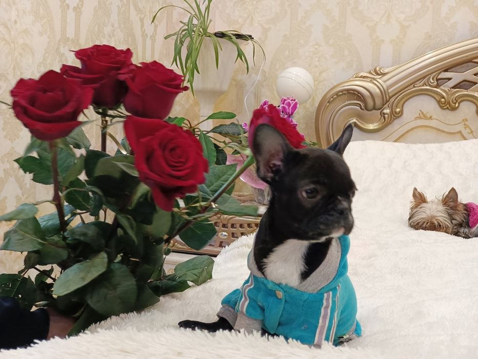 Сама мила дівчинка французьского бульдога.