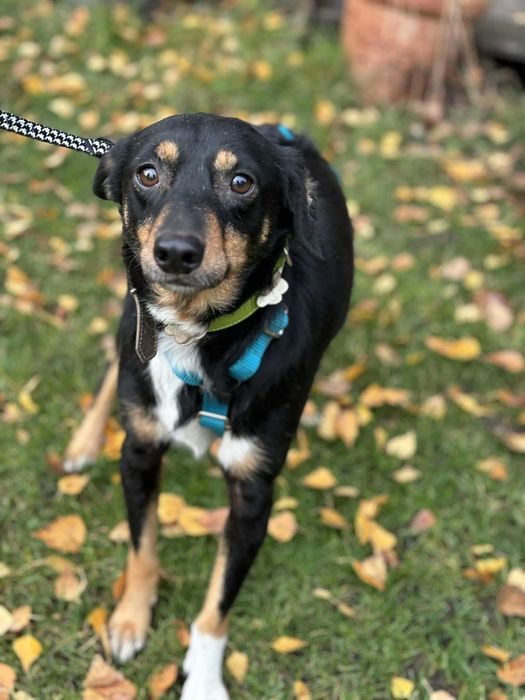 Niesamowita kochana sunia czeka na swój dom