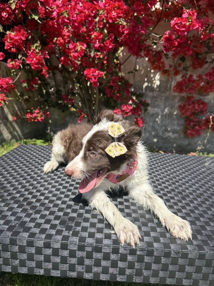 Border Collie Castanha