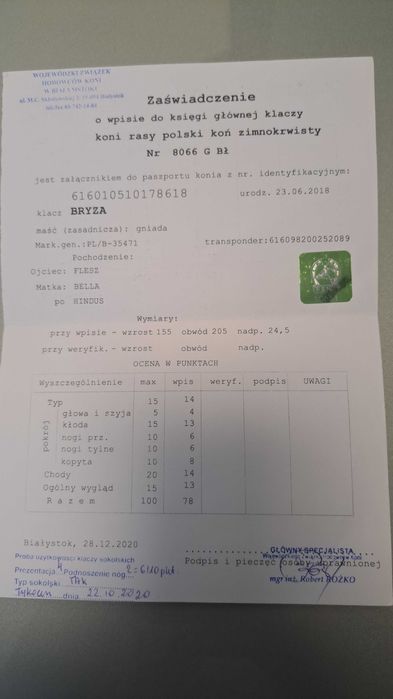 Klacz zimnokrwista, w dopłacie
