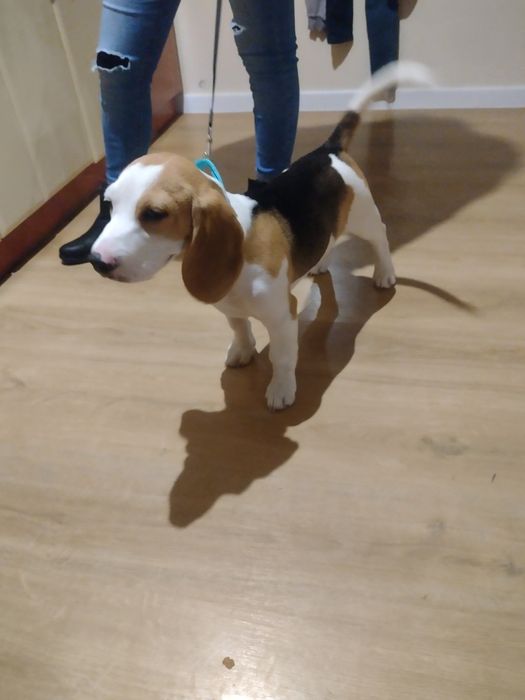 Beagle szczenię chłopiec