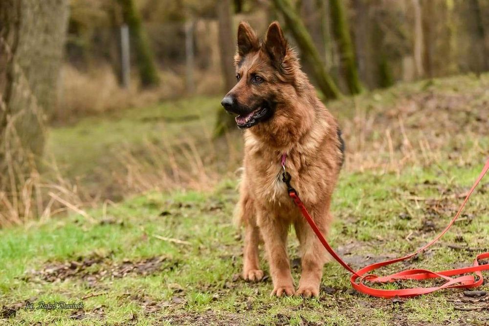 Pola! Cudowny owczarek niemiecki szuka domu!