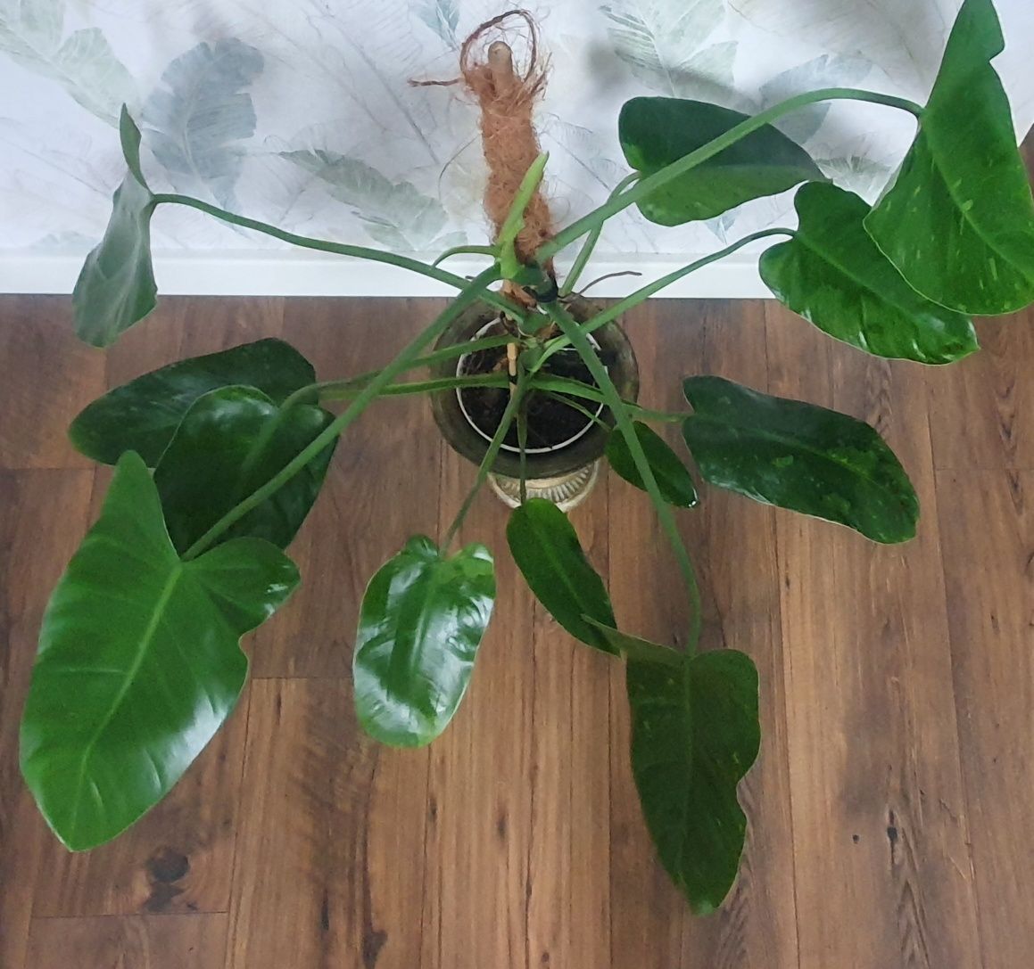 Philodendron Jose Buono